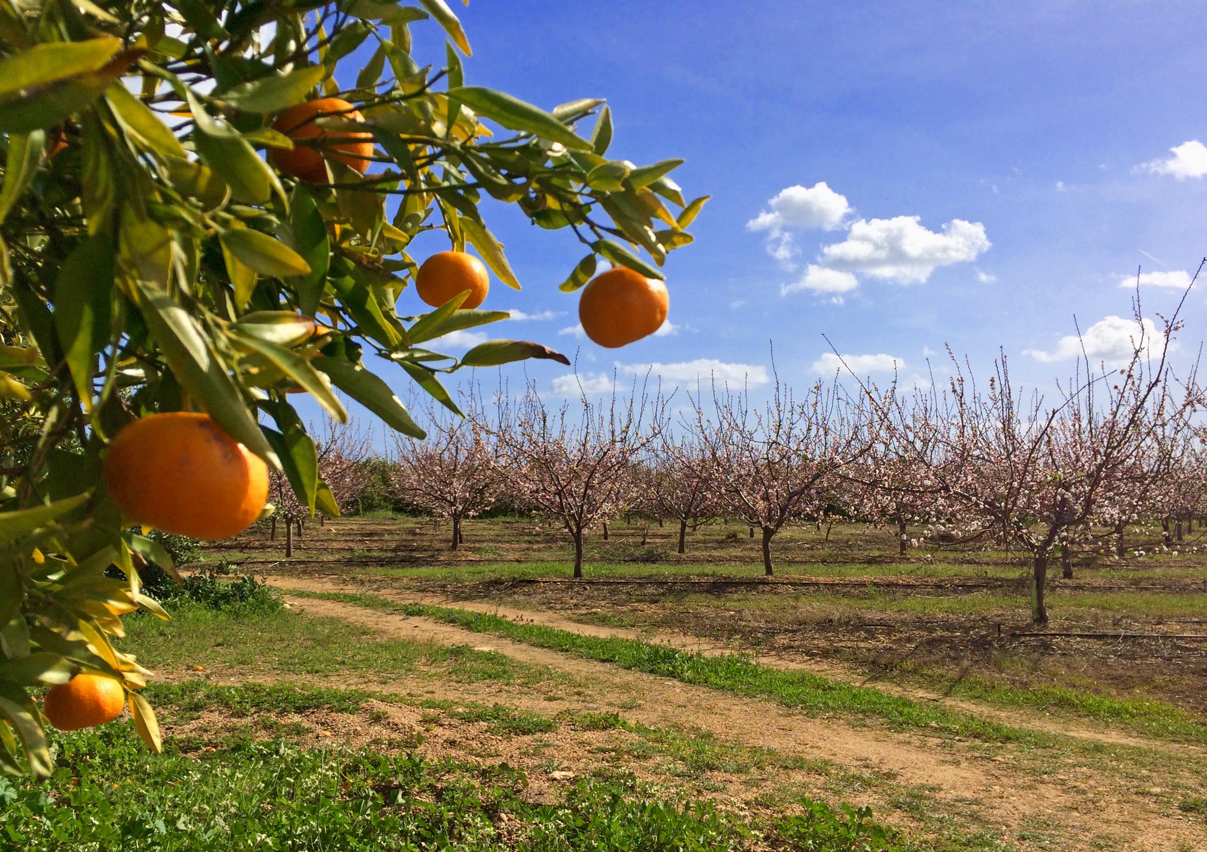 Omgeving Quinta Maragota Oost Algarve | olijfbomen en fruitboomgaarden