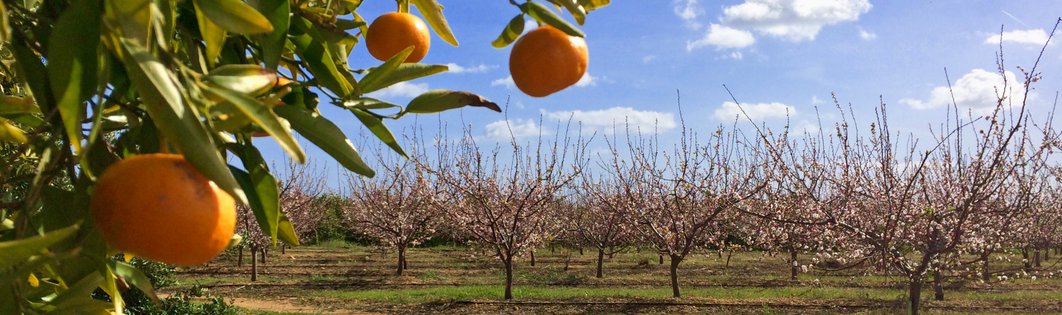 Sinaasappels en bloeiende fruitbomen | Overwinteren | Quinta Maragota Oost Algarve