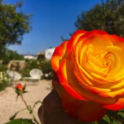 fleurigheid in de tuin | accommodatie Quinta Maragota Oost Algarve