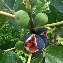 Figs from our land | Quinta Maragota | Moncarapacho Eastern Algarve